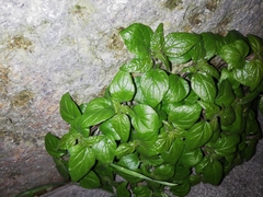 Parietaria lusitanica