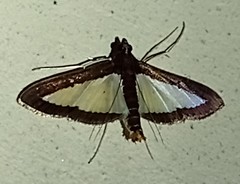 Diaphania plumbidorsalis