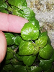 Parietaria lusitanica