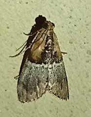 Cacozelia basiochrealis