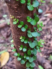 Metrosideros perforata
