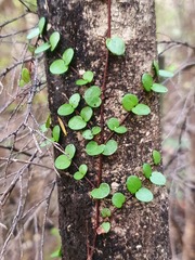 Metrosideros perforata