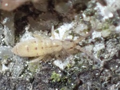 Orchesella bulba
