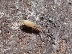 Orchesella bulba