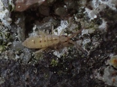 Orchesella bulba