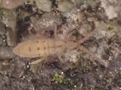 Orchesella bulba