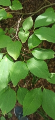 Philadelphus tenuifolius