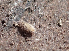 Orchesella bulba