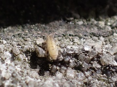 Orchesella bulba