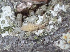 Orchesella bulba