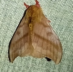 Hylesia dalina