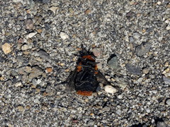 Osca lata