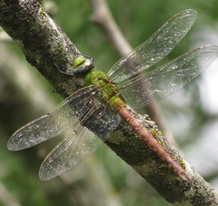 Anax longipes