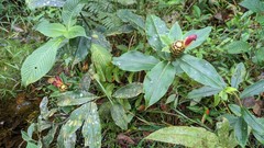 Costus zamoranus