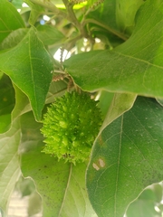 Guazuma