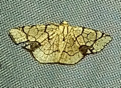 Nematocampa arenosa