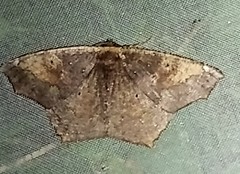 Paragonia procidaria