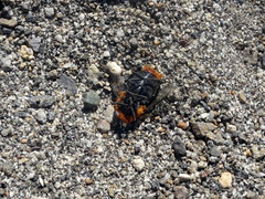 Osca lata