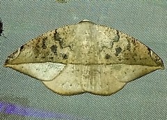 Oxydia peosinata