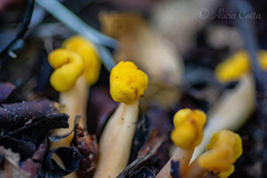 Cudonia spathulata