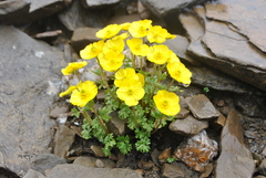 Ranunculus balangshanicus