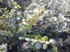 Metrosideros perforata