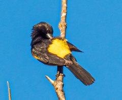 Icterus wagleri