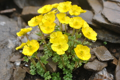 Ranunculus balangshanicus