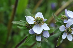 Anemonastrum demissum
