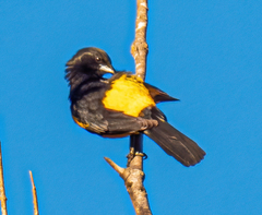 Icterus wagleri