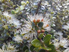 Metrosideros perforata