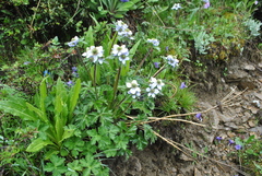 Anemonastrum demissum