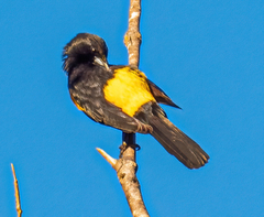Icterus wagleri