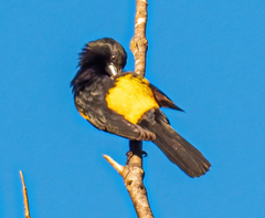Icterus wagleri