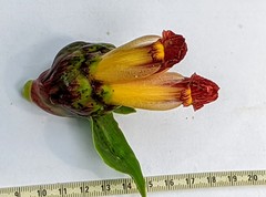 Costus zamoranus