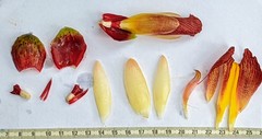Costus zamoranus