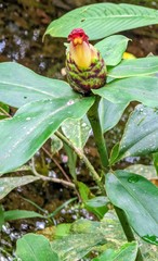 Costus zamoranus