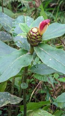 Costus zamoranus