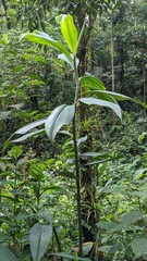 Costus zamoranus