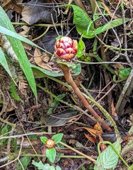 Costus zamoranus