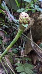 Costus zamoranus