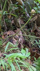 Costus zamoranus