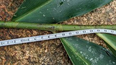 Costus zamoranus