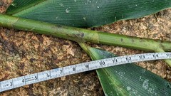 Costus zamoranus