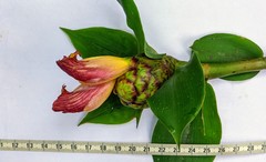 Costus zamoranus