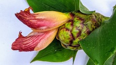 Costus zamoranus