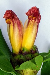 Costus zamoranus
