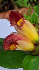 Costus zamoranus