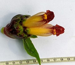 Costus zamoranus