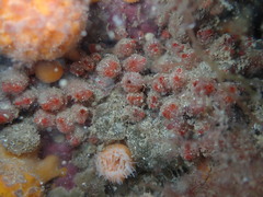 Metandrocarpa protostigmatica